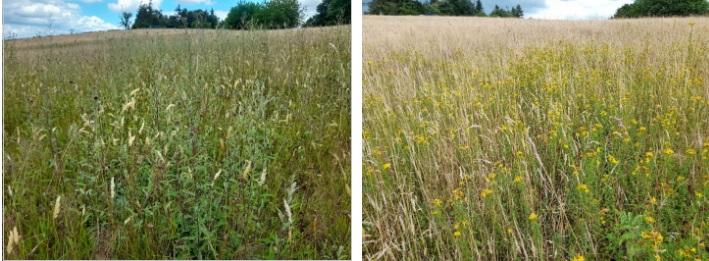 Prairies de fauche bretagne vivante